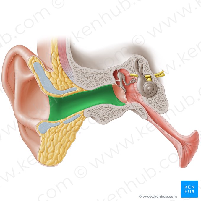 Meatus acusticus externus (Äußerer Gehörgang); Bild: Paul Kim