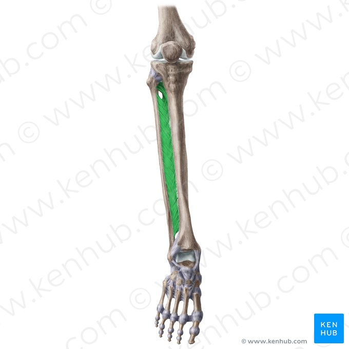 Interosseous membrane of leg (Membrana interossea cruris); Image: Liene Znotina