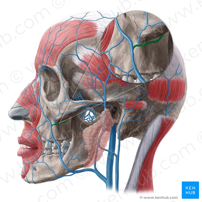 Veia facial profunda (Vena facialis profunda); Imagem: Yousun Koh