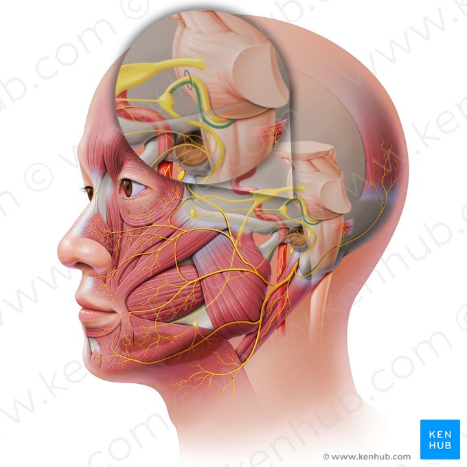 Raiz sensitiva do nervo facial (Radix sensoria nervi facialis); Imagem: Paul Kim