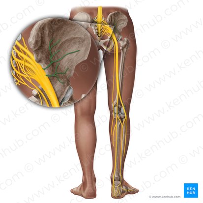 Gluteal nerves (Nervi glutei); Image: Paul Kim