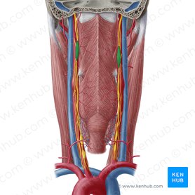 Gânglio cervical superior (Ganglion cervicale superius); Imagem: Yousun Koh