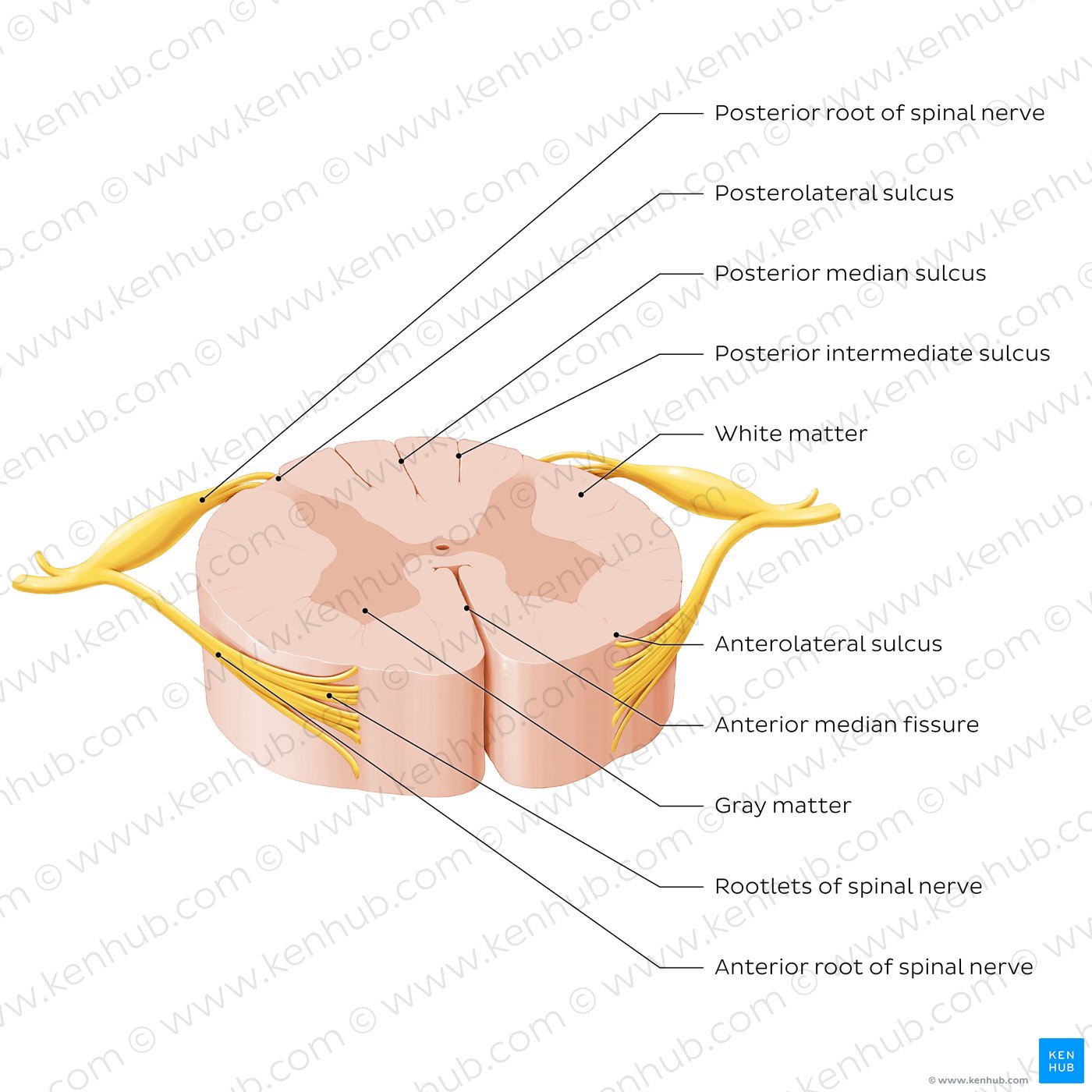 Spinal cord: Cross section (External morphology)