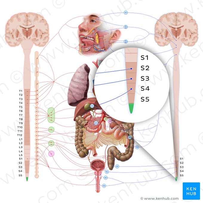 Parte coccígea da medula espinal (Pars coccygea medullae spinalis); Imagem: Paul Kim