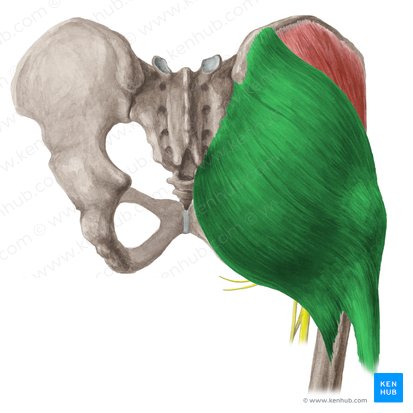 Músculo glúteo mayor (Musculus gluteus maximus); Imagen: Liene Znotina