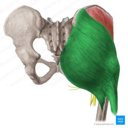 Gluteus maximus muscle (Musculus gluteus maximus); Image: Liene Znotina