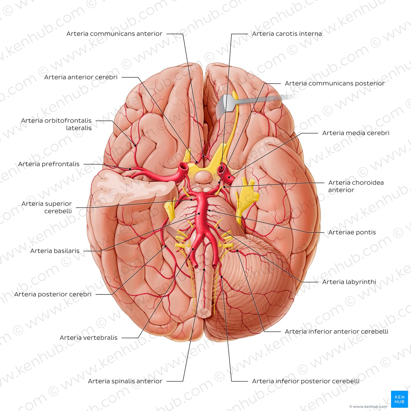 Arterien des Gehirns
