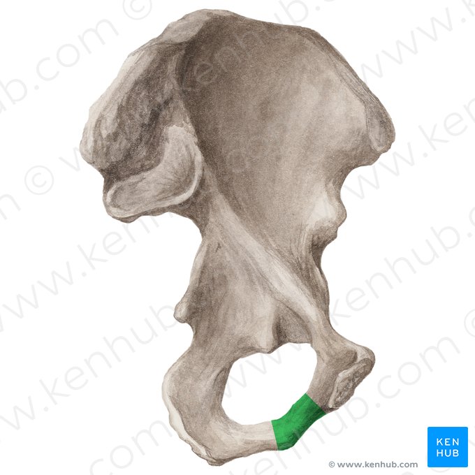 Ramus inferior ossis pubis (Unterer Ast des Schambeins); Bild: Liene Znotina