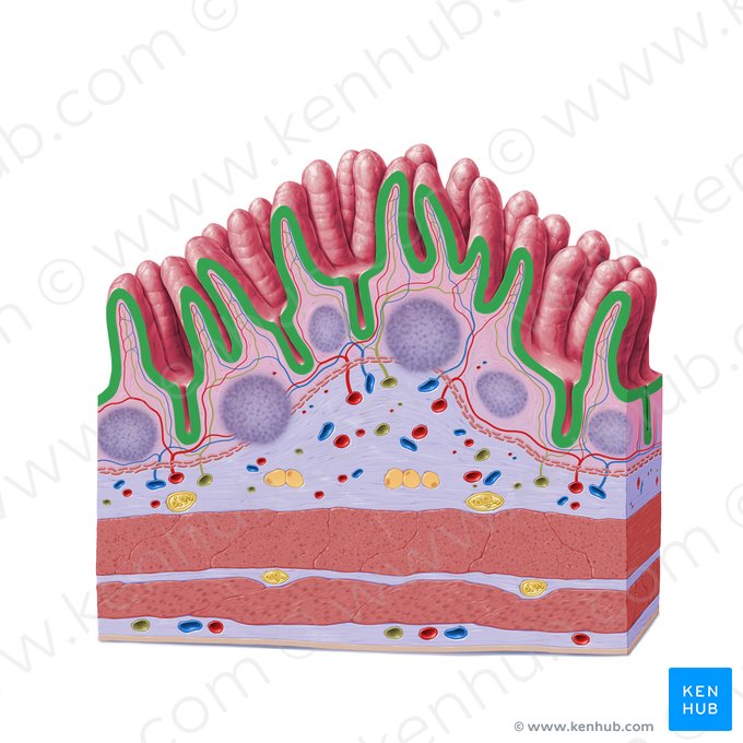 Epitelio cilíndrico simple (con borde en cepillo) (Epithelium simplex columnare microvillosum); Imagen: Paul Kim