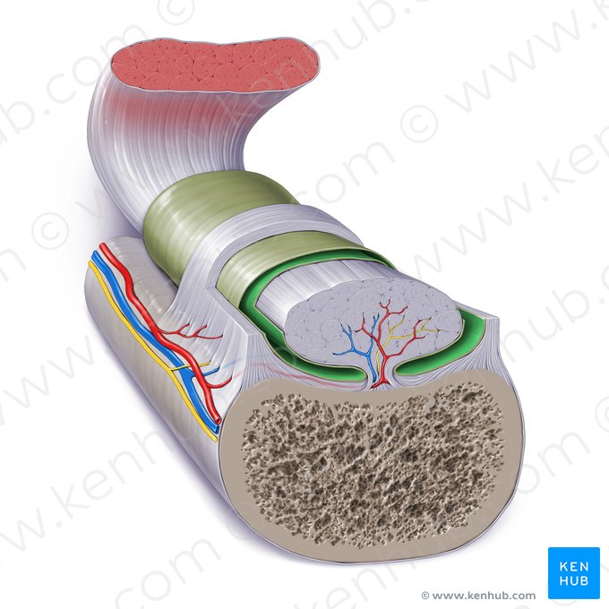 Synovial cavity of tendon sheath (Cavitas synovialis vaginae tendinis); Image: Paul Kim
