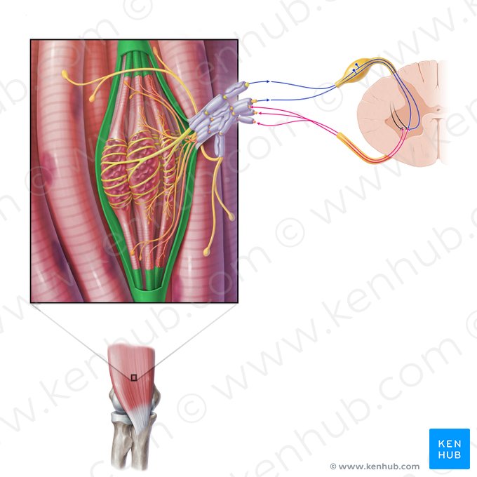 Capsule of muscle spindle (Capsula fusi neuromuscularis); Image: Paul Kim