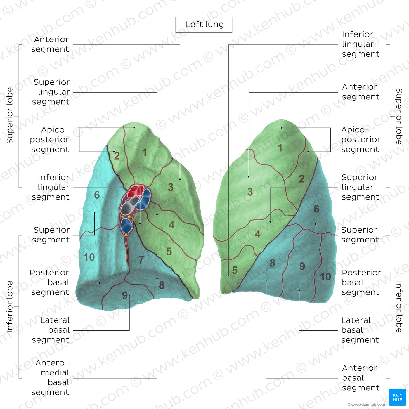 Bronchopulmonary segments (Left lung)