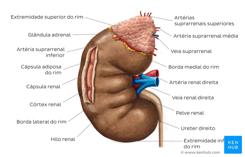 Rim, ureter e glândula suprarrenal - diagrama