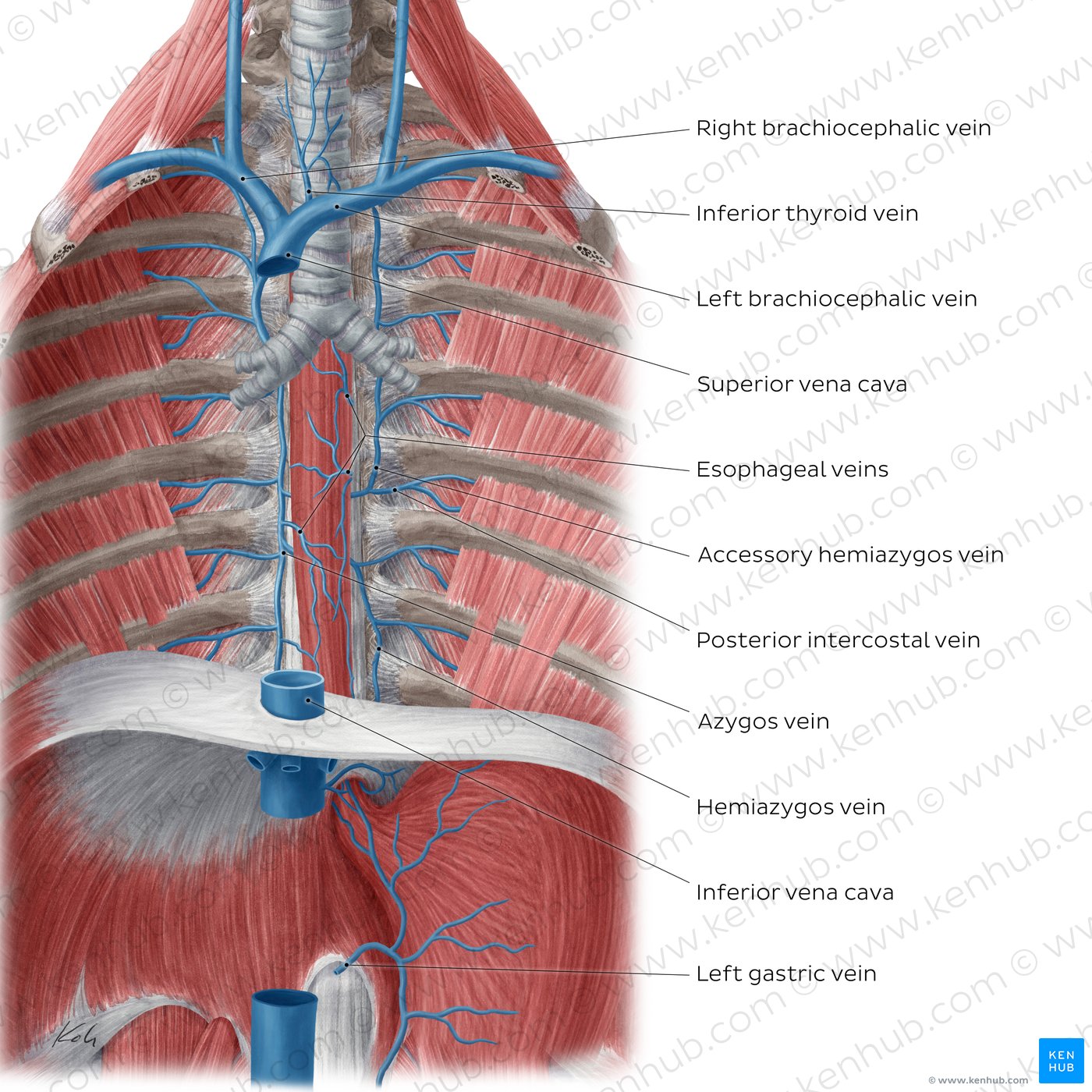 Veins of the esophagus (anterior view)