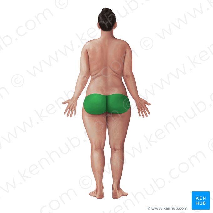 Gluteal region (Regio glutea); Image: Paul Kim