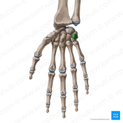 Pisiform bone (Os pisiforme); Image: Yousun Koh