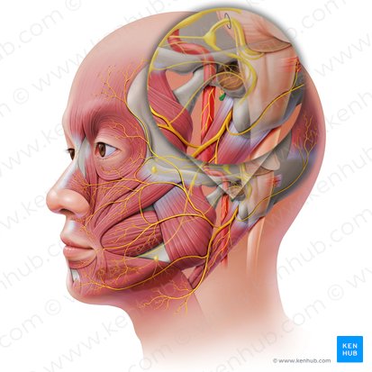 Glossopharyngeal nerve (Nervus glossopharyngeus); Image: Paul Kim