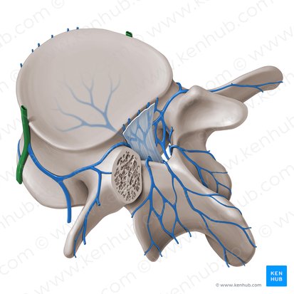 Vena lumbalis ascendens (Aufsteigende Lendenvene); Bild: Paul Kim