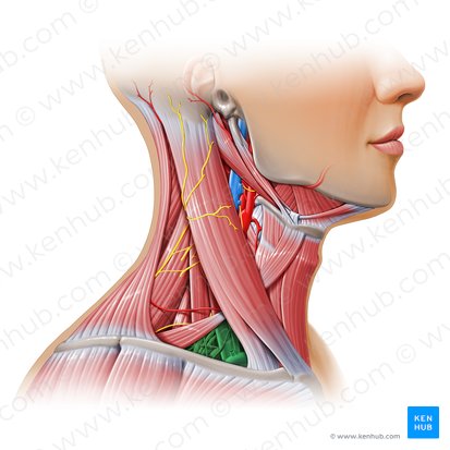 Triángulo omoclavicular (Trigonum omoclaviculare); Imagen: Paul Kim