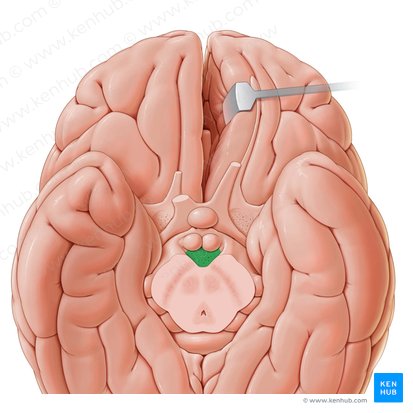 Sustancia perforada posterior (Substantia perforata posterior); Imagen: Paul Kim