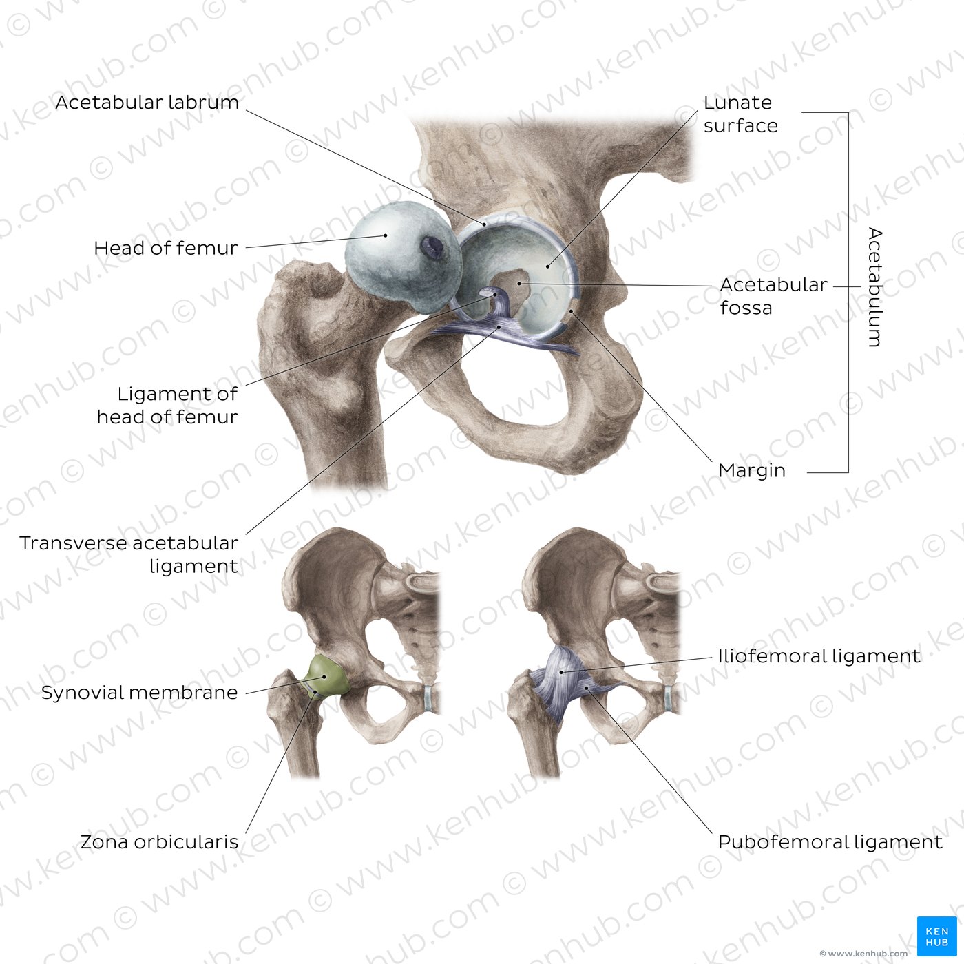 Anatomy of the hip joint (diagram)