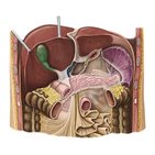 Liver in situ