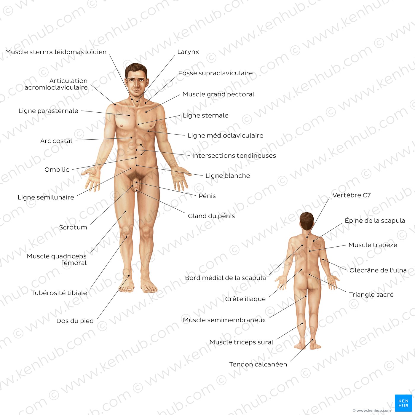 Anatomie de surface du corps masculin (vues antérieure et postérieure)