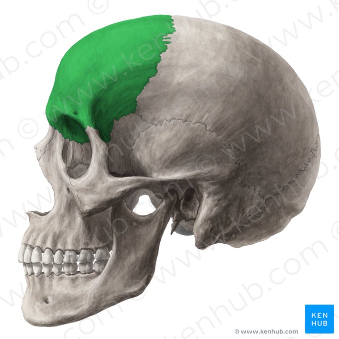 Frontal bone (Os frontale); Image: Yousun Koh