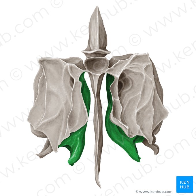 Cornete nasal medio del hueso etmoides (Concha media nasi ossis ethmoidalis); Imagen: Samantha Zimmerman