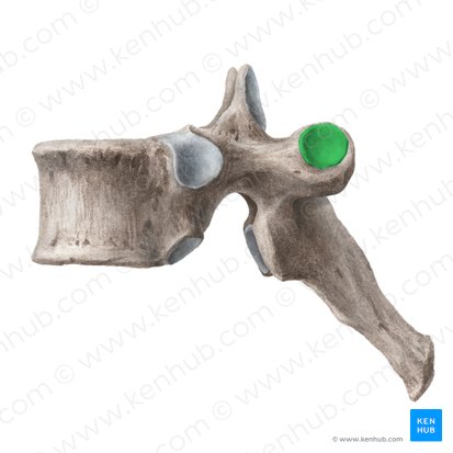 Costal facet of transverse process (Fovea costalis processus transversi); Image: Liene Znotina