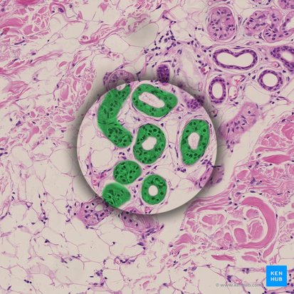 Epitelio pseudoestratificado; Imagen: 