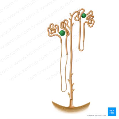 Capsula glomerularis (Bowman-Kapsel); Bild: Paul Kim