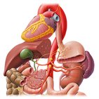 What is an organ?