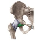 Pubofemoral ligament