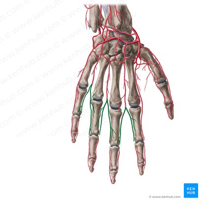 Dorsal digital arteries of hand (Arteriae digitales dorsales manus); Image: Yousun Koh