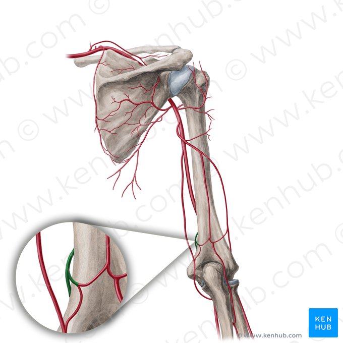 Inferior ulnar collateral artery (Arteria collateralis ulnaris inferior); Image: Yousun Koh