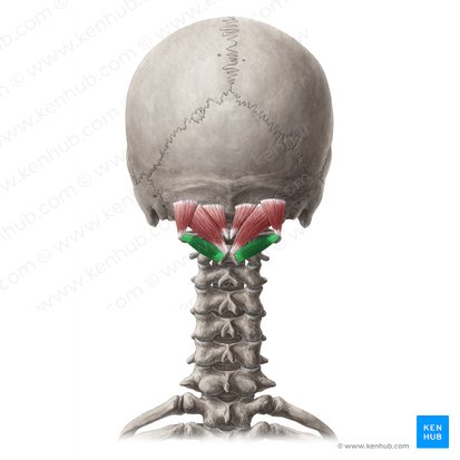 Músculo oblíquo inferior da cabeça (Musculus obliquus capitis inferior); Imagem: Yousun Koh