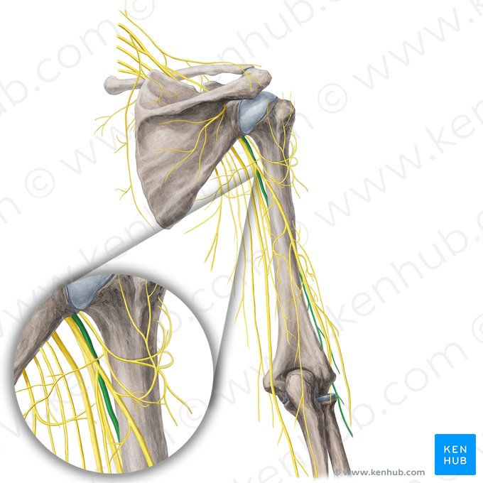 Musculocutaneous nerve (Nervus musculocutaneus); Image: Yousun Koh