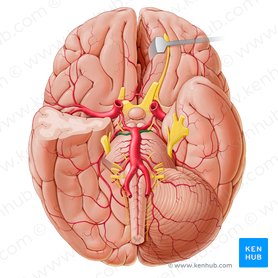 Arteria superior cerebelli (Obere Kleinhirnarterie); Bild: Paul Kim
