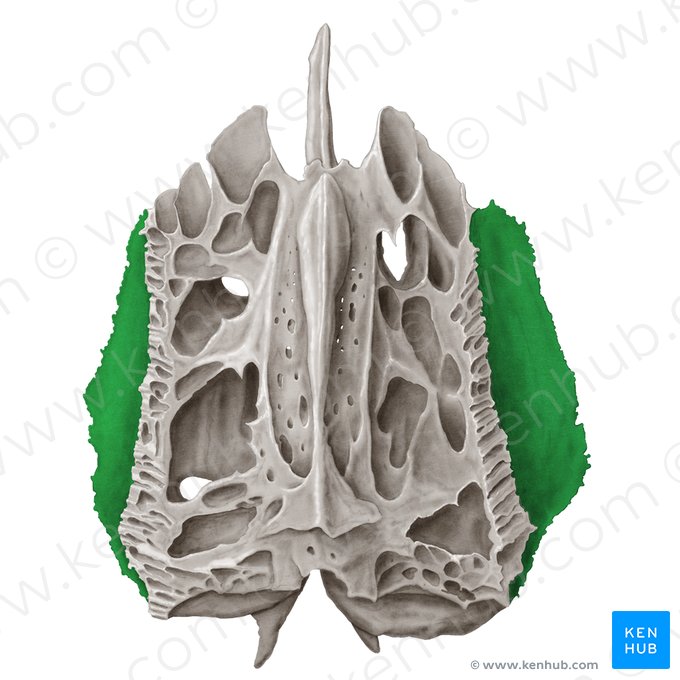 Lámina orbitaria del hueso etmoides (Lamina orbitalis ossis ethmoidalis); Imagen: Samantha Zimmerman