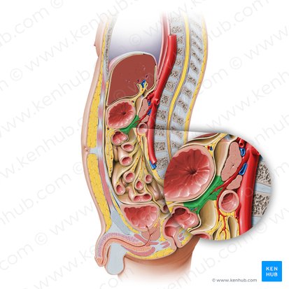 Mesocolon transverso (Mesocolon transversum); Imagen: Paul Kim