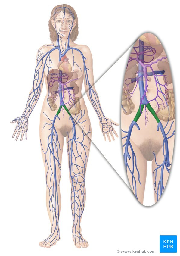 Common iliac vein