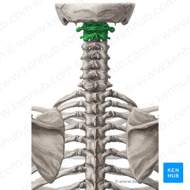Craniovertebral joints (Juncturae craniovertebrales); Image: Yousun Koh