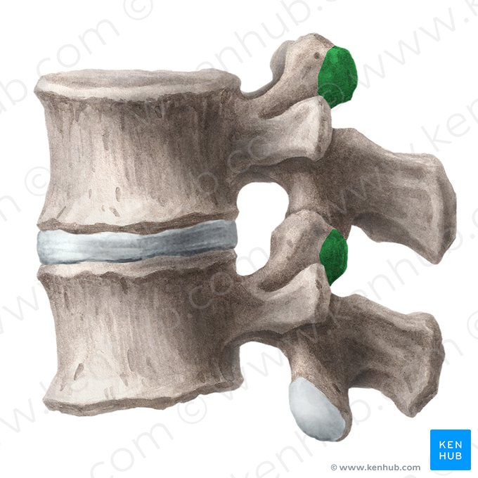 Proceso mamilar de la vértebra lumbar (Processus mammillaris vertebrae lumbalis); Imagen: Liene Znotina