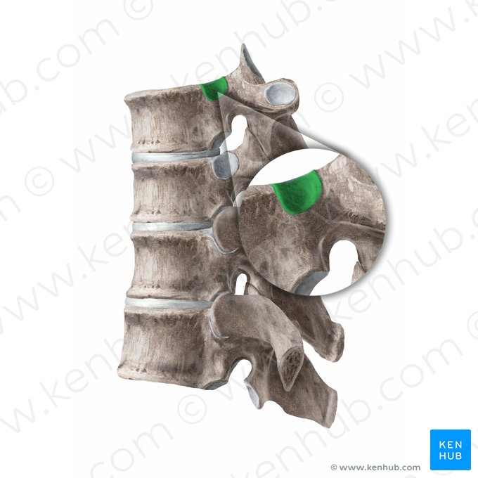 Fovea costalis superior vertebrae (Obere Rippengrube des Wirbels); Bild: Begoña Rodriguez