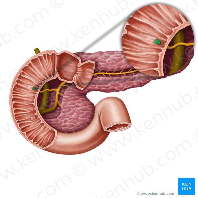 Papila duodenal menor (Papilla minor duodeni); Imagen: Irina Münstermann