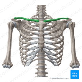 Clavicle: Anatomy and clinical notes | Kenhub