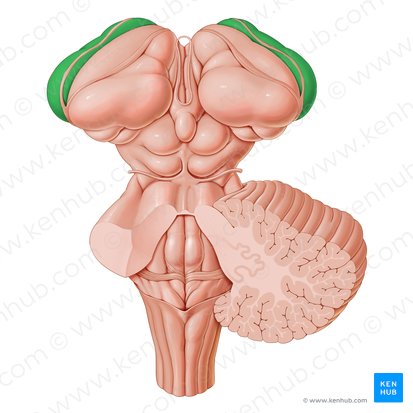 Nucleus caudatus (Schweifkern); Bild: Paul Kim