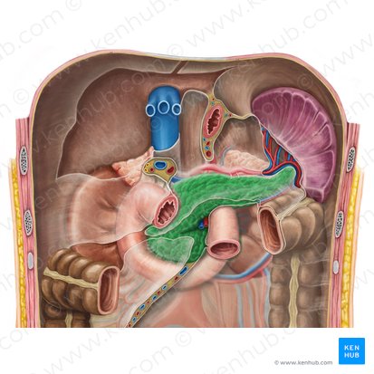 Pâncreas (Pancreas); Imagem: Irina Münstermann