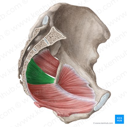 Músculo coccígeo (Musculus coccygeus); Imagen: Liene Znotina